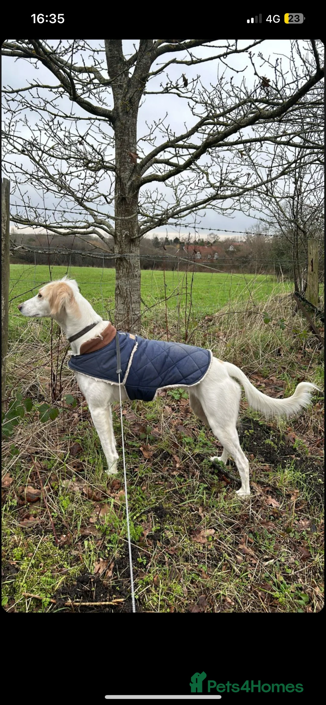 Mixed Breed dogs for sale: Saluki puppies  - Advert 10