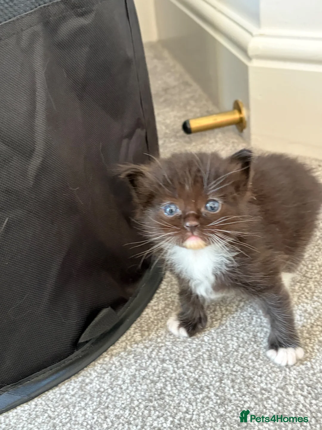 Ragdoll cats for sale: Ragdoll/Cherubim blue eyed kittens in Hinckley - Advert 2
