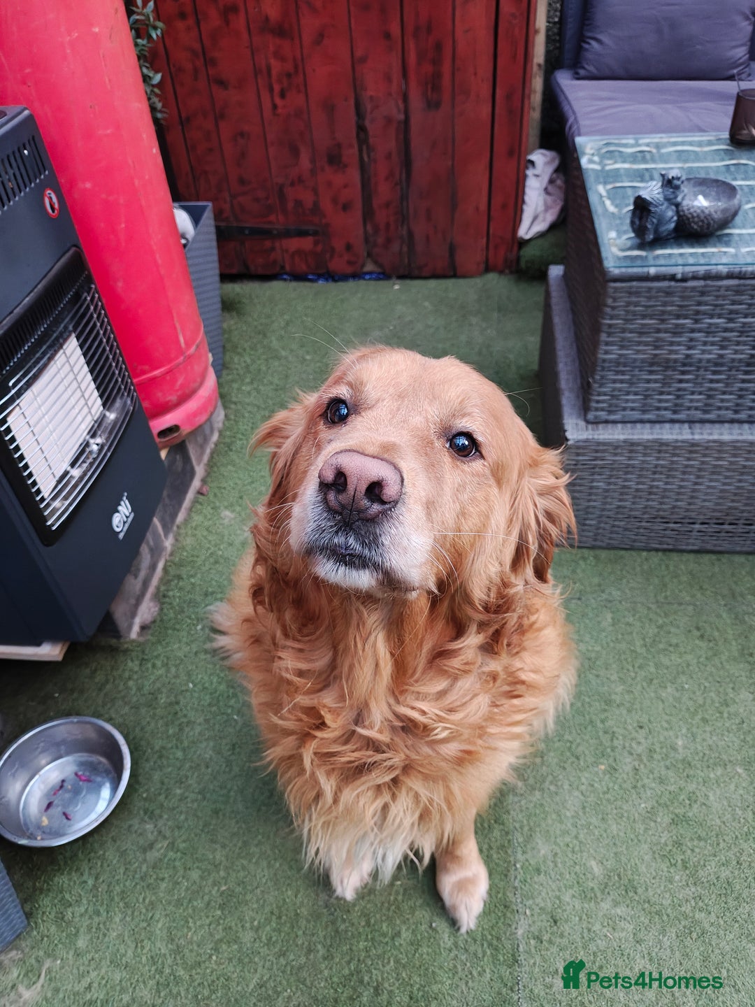 Golden Retriever dogs for sale: 10 Beautiful Golden Retriever puppies  - Advert 2