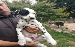 Dalmatian dogs for sale: Dalmatian puppies - Image 2