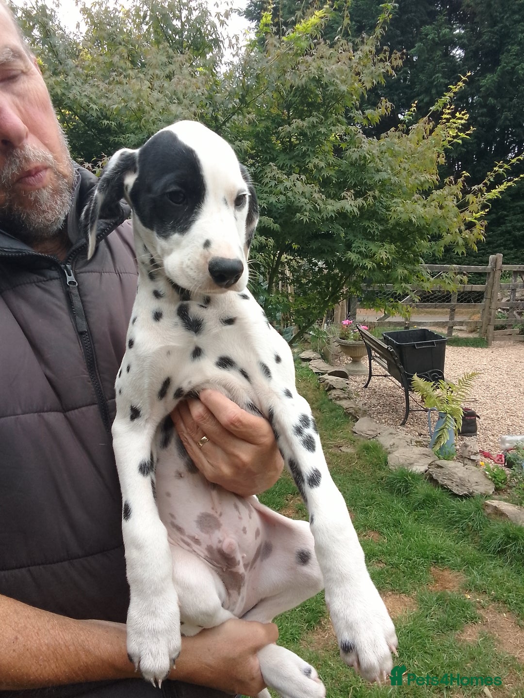 Dalmatian dogs for sale: Dalmatian puppies - Image 2
