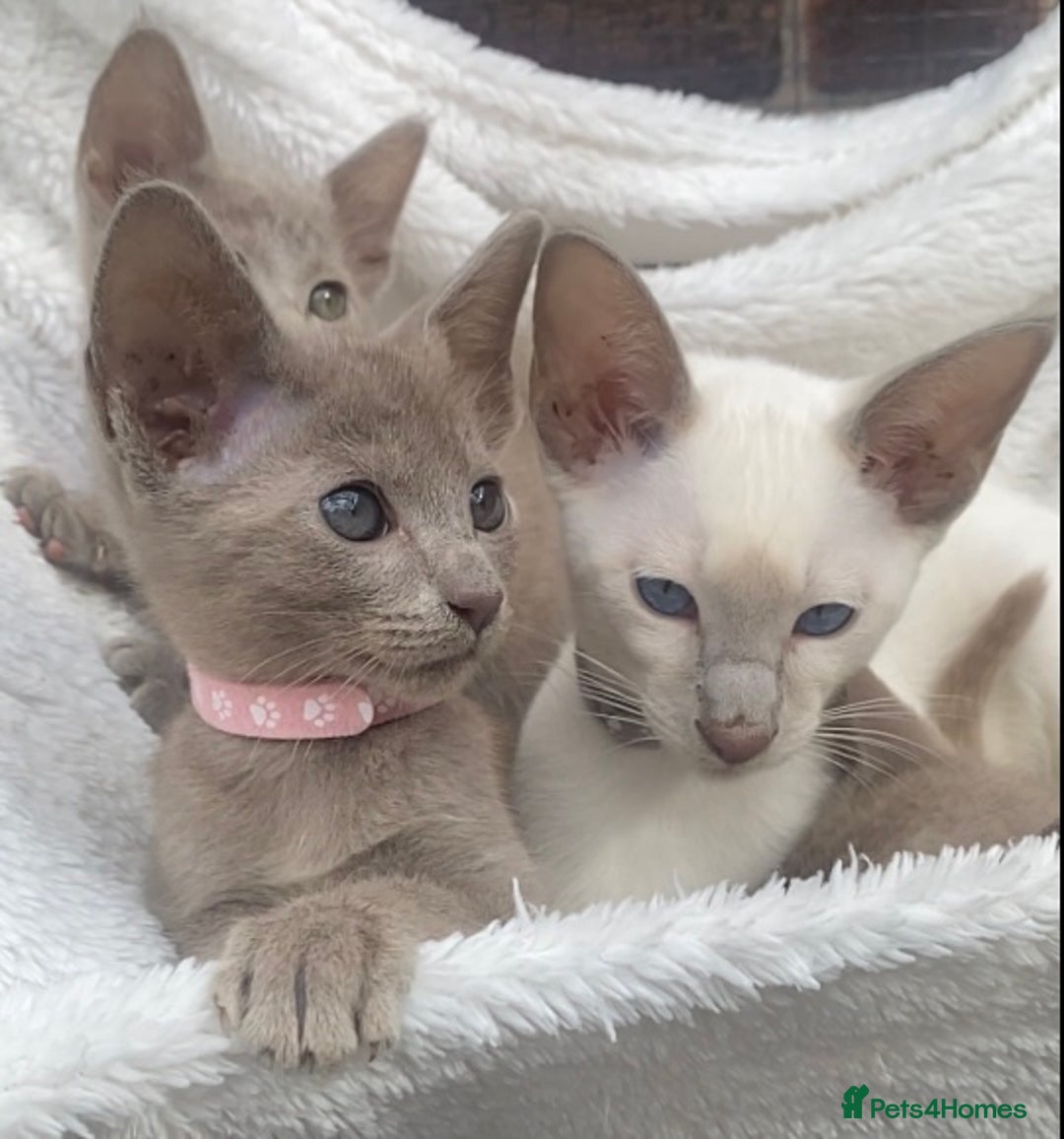 Mixed Breed cats for sale: Oriental X Siamese  - Image 1