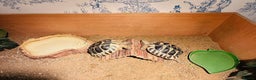 Hermann Tortoise reptiles for sale: 2 Herman Tortoises for sale  - Advert 7