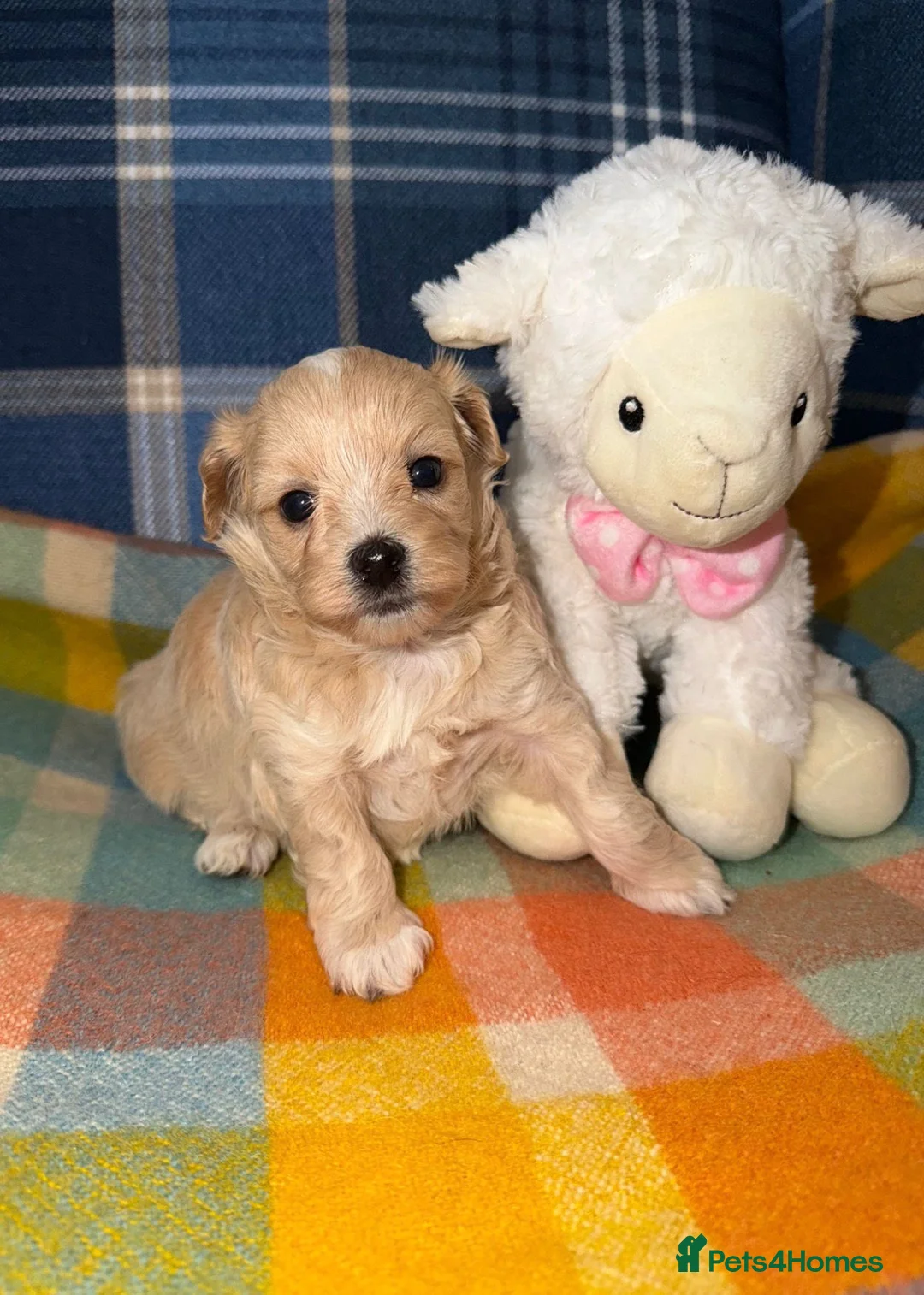Maltipoo dogs for sale: 🩷💜Stunning Maltipoo Puppies💜🩷 - Advert 1