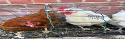 Mixed Breed poultry for sale: Laying hens mix breed  in Bicester - Advert 3
