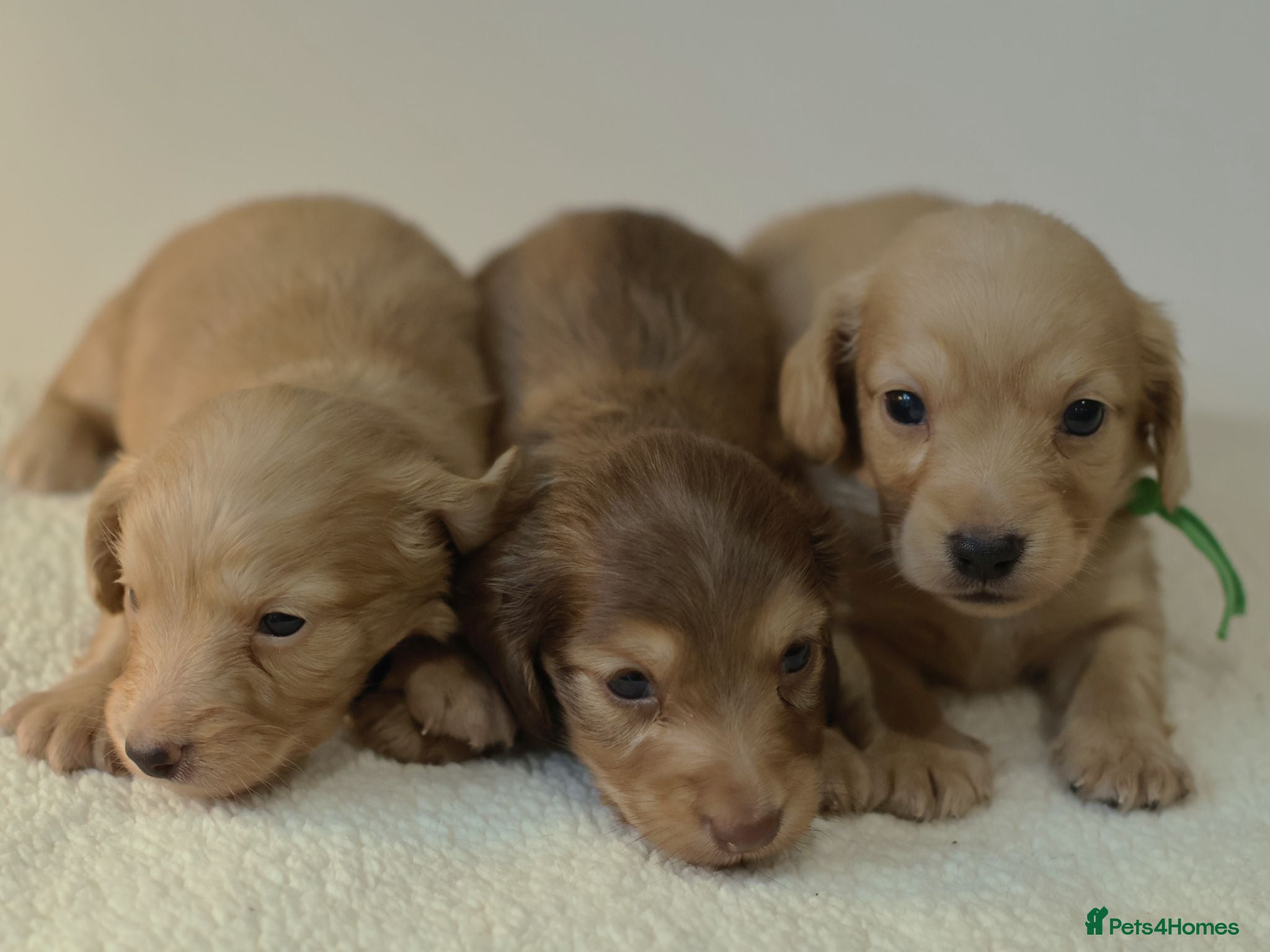 Miniature Dachshund dogs 5*Licensed+CREAM+LONGHAIR+Kc+PRACLEAR+VetChecked - Advert 2