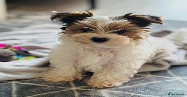 Yorkshire Terrier dogs - Advert 2