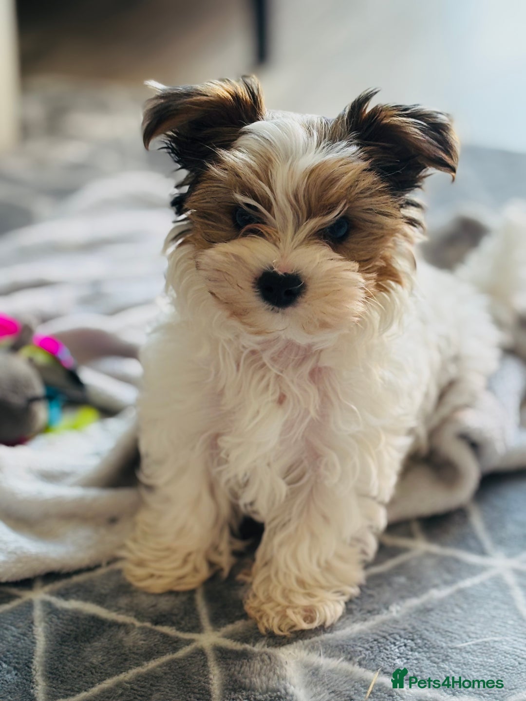 Yorkshire Terrier dogs for sale: ❤️ Beautiful merle Yorkshire terrier ready now❤️ - Image 2