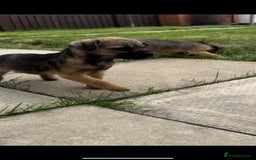 Border Terrier dogs for sale: Border Terrier Pups ready to go vet checked  in Bradford - Image 11