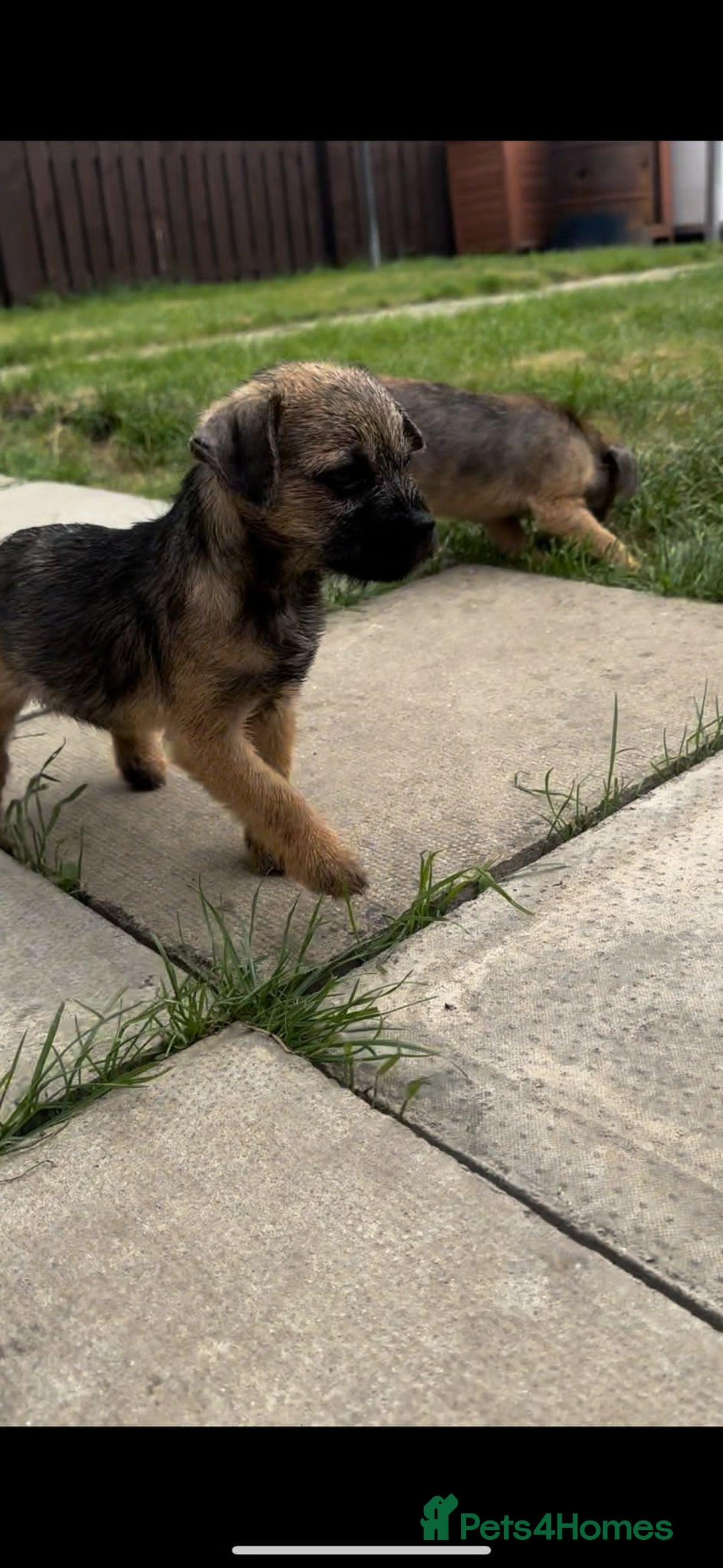 Border Terrier dogs for sale: Border Terrier Pups ready to go vet checked  in Bradford - Image 11