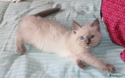 Ragdoll cats for sale: Ragdoll  - Image 8