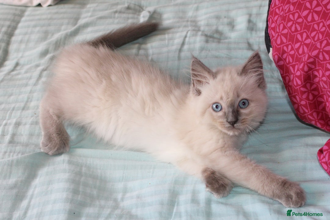 Ragdoll cats for sale: Ragdoll  - Image 8