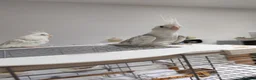 Cockatiels birds for sale: Leeds Hyde park Road  - Advert 1