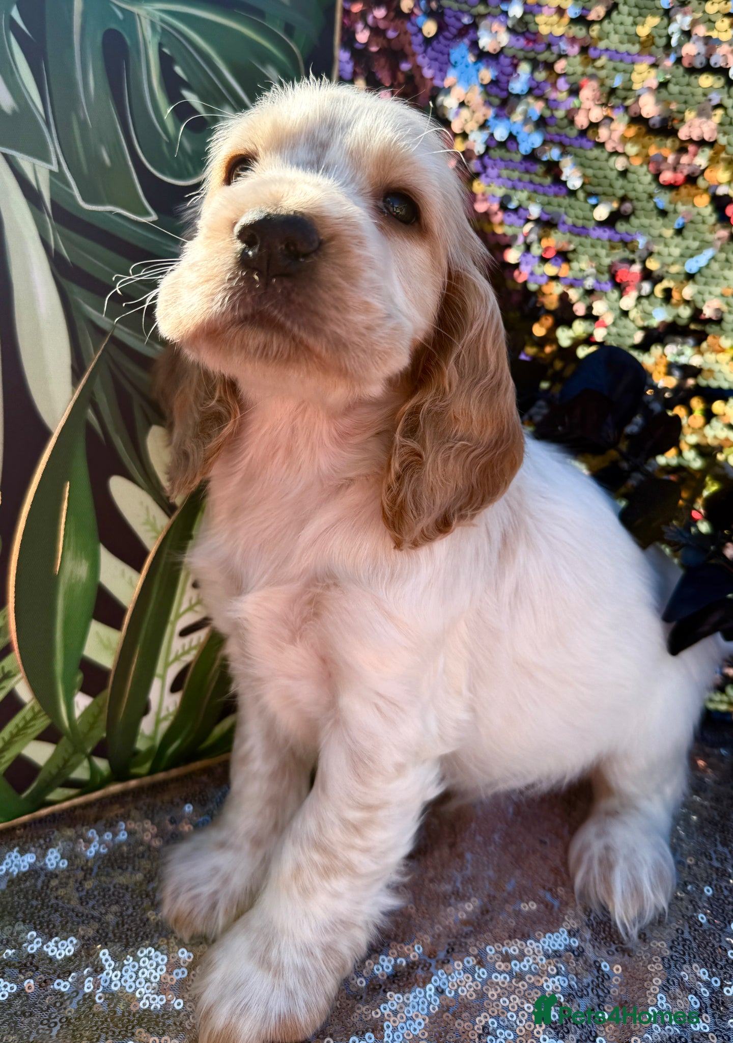 Cocker Spaniel dogs RKC reg. duel health scr. Show cocker spaniels  - Advert 1