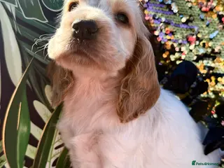 Cocker Spaniel dogs for sale: RKC reg. duel health scr. Show cocker spaniels - Advert 1