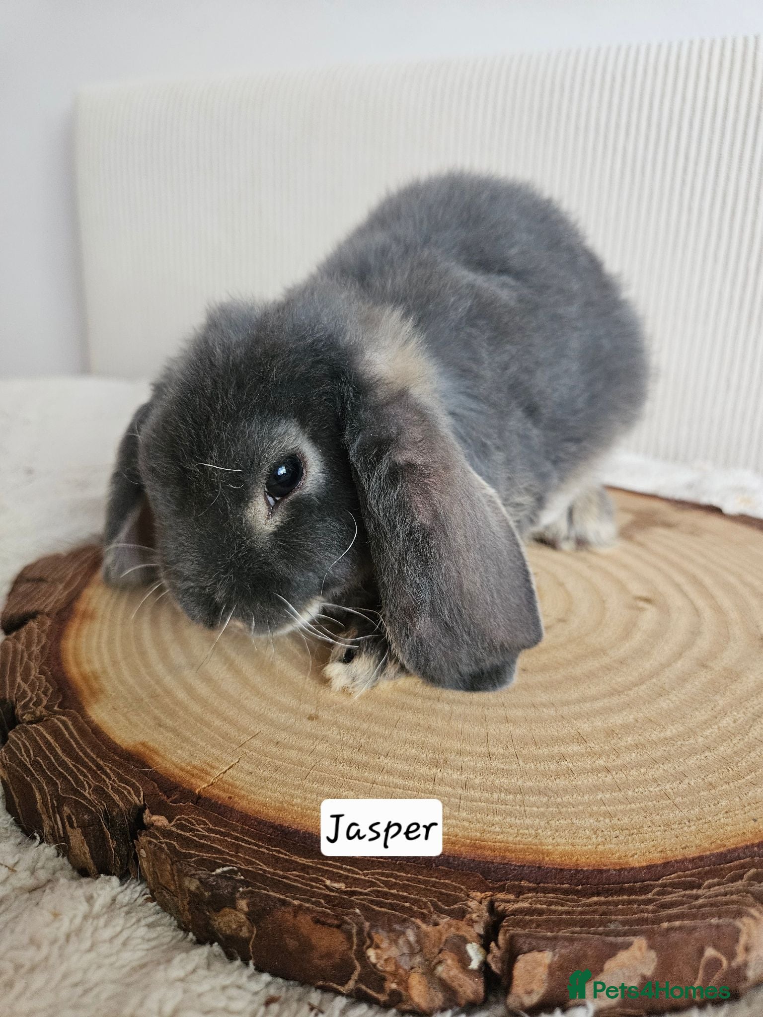 Mini Lop rabbits Ready now Pure bred Mini Plush Lops SUFFOLK PLUSH - Advert 2