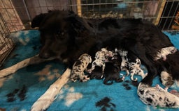 Border Collie dogs for sale: Border Collie Pups  - Image 6