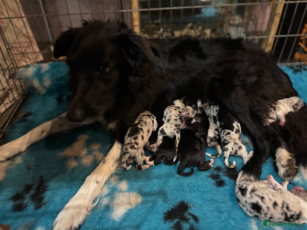 Border Collie dogs for sale: Border Collie Pups  - Image 6