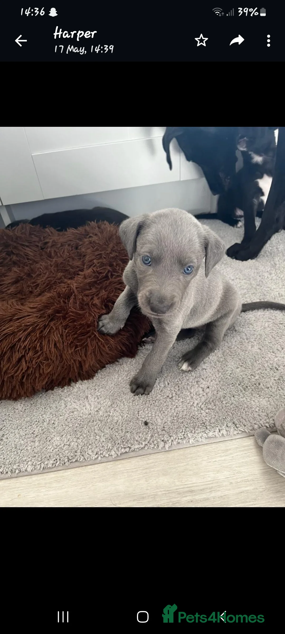 Lurcher dogs for stud: Merle lurcher for stud  in Rotherham - Advert 8