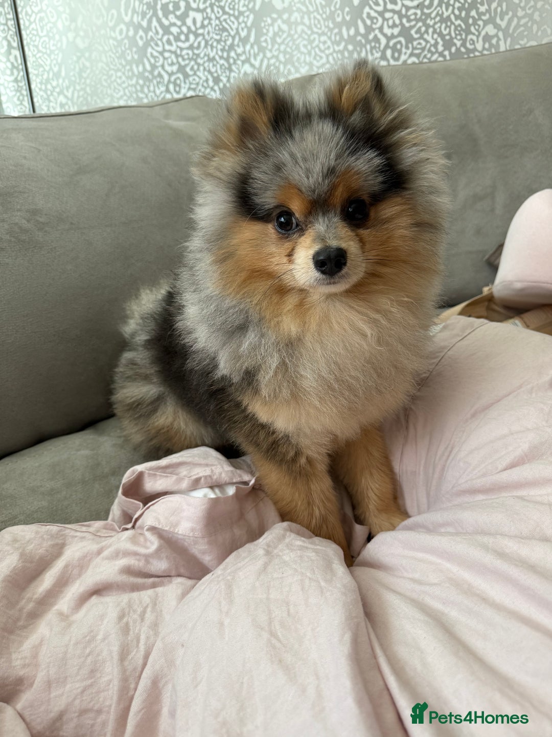 Pomeranian dogs for stud: Rare Blue & Tan Merle Pomeranian Stud– No Fee (£0) - Image 9