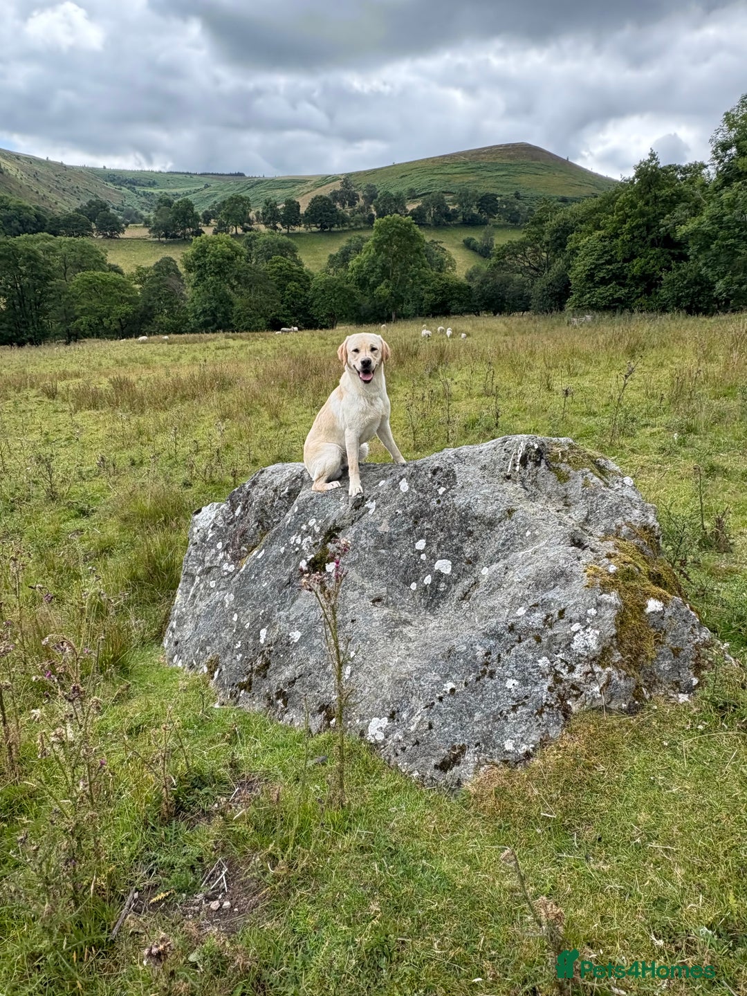 Labrador Retriever dogs for sale: Part trained 14 month old male male amazing pet  - Image 3