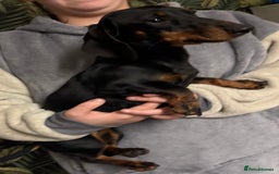 Dachshund dogs for sale: Dachshund Girl  - Advert 3