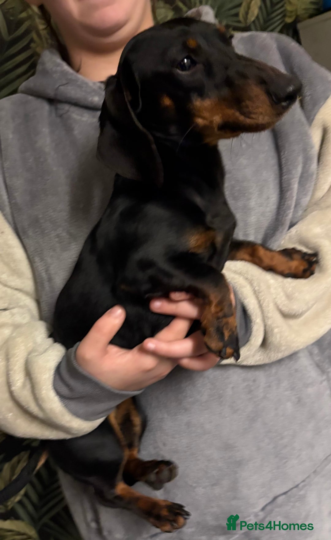 Dachshund dogs for sale: Dachshund Girl  - Advert 3