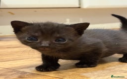 Mixed Breed cats for sale: 4 beautiful mixed breed kittens  - Image 6