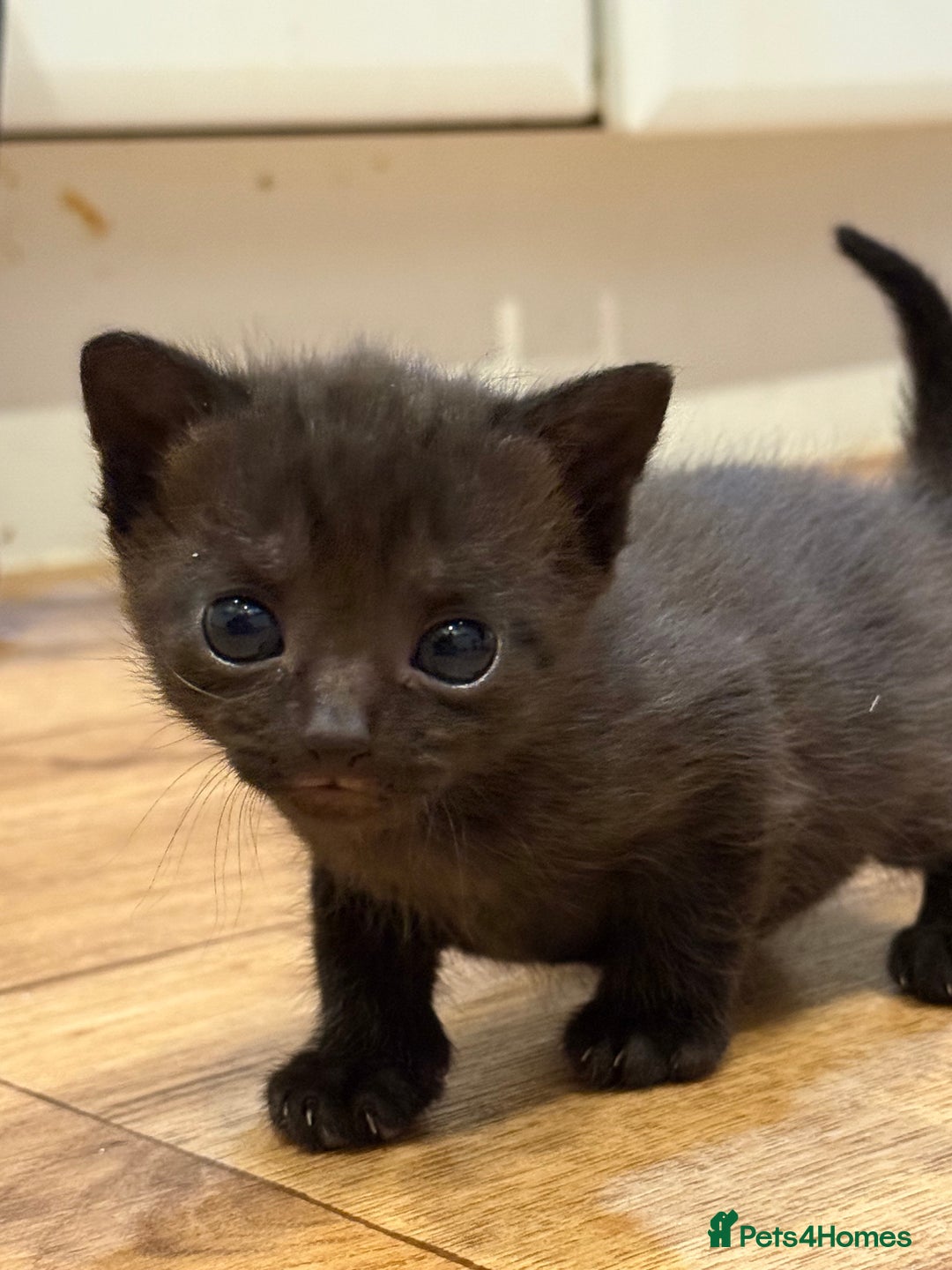 Mixed Breed cats for sale: 4 beautiful mixed breed kittens  - Image 6