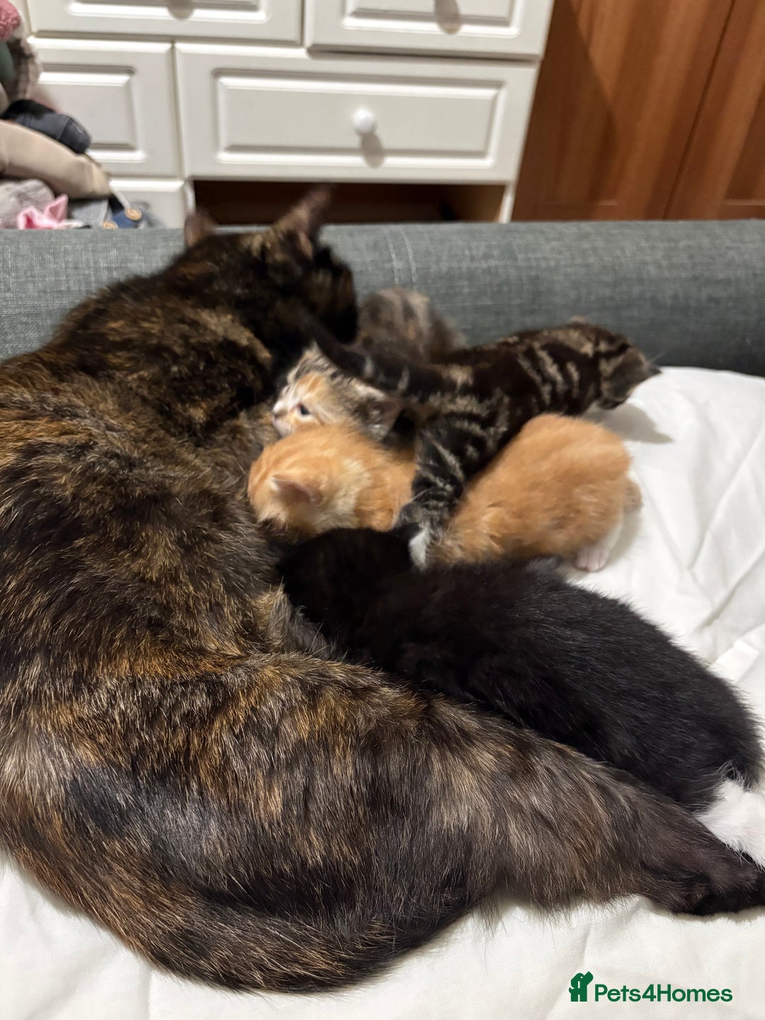Mixed Breed cats for sale: 3 beautiful kittens looking for a forever home - Advert 3