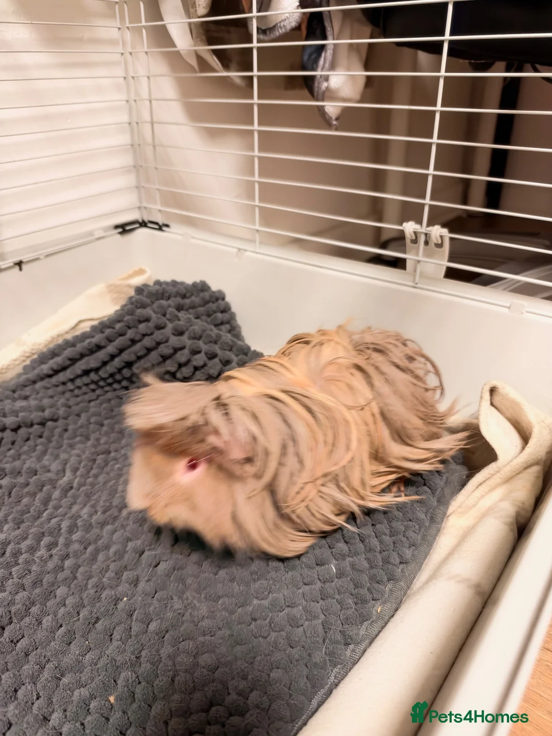 Guinea Pig rodents for sale: Long hair Guinea pig in Cardiff - Advert 1