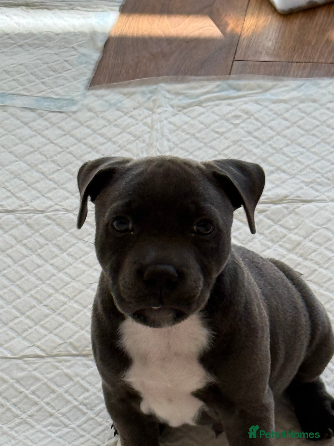 Staffordshire Bull Terrier dogs for sale: Beautiful Male blue Staffy puppy  - Image 1