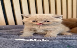 British Shorthair cats for sale: Chocolate/lilac - all cinnamon carriers  - Image 2