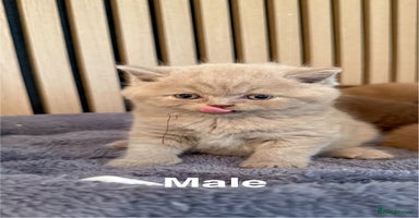 British Shorthair cats - Advert 3