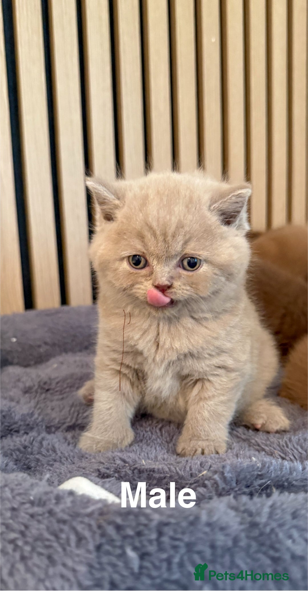 British Shorthair cats for sale: Chocolate/lilac - all cinnamon carriers  - Image 2