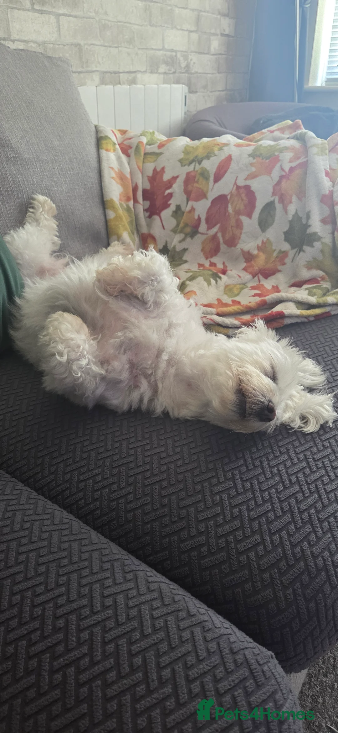 Maltese dogs for sale: Daisy Maltese  - Advert 4