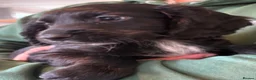 Cocker Spaniel dogs for sale: Beautiful cocker spaniel puppies  - Advert 16