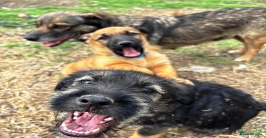 Mixed Breed dogs - Advert 5