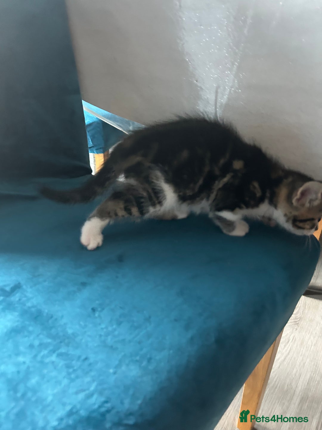 Domestic Shorthair cats for sale: Kittens looking for their forever home  - Image 14