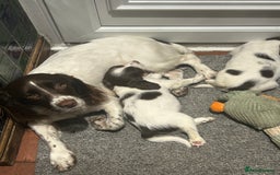 English Springer Spaniel dogs for sale: English springer spaniel puppies for sale - Image 8
