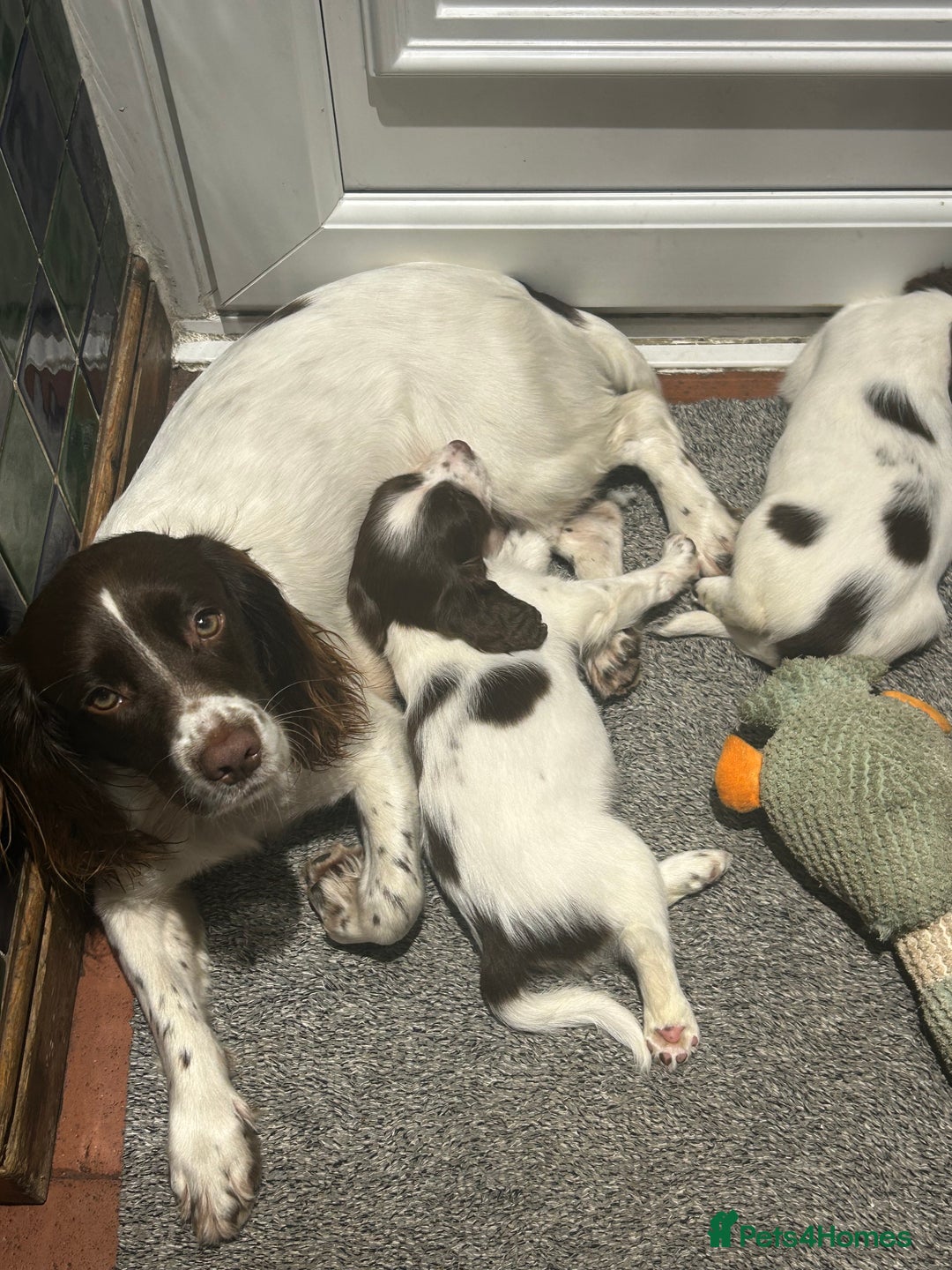 English Springer Spaniel dogs for sale: English springer spaniel puppies for sale - Image 8