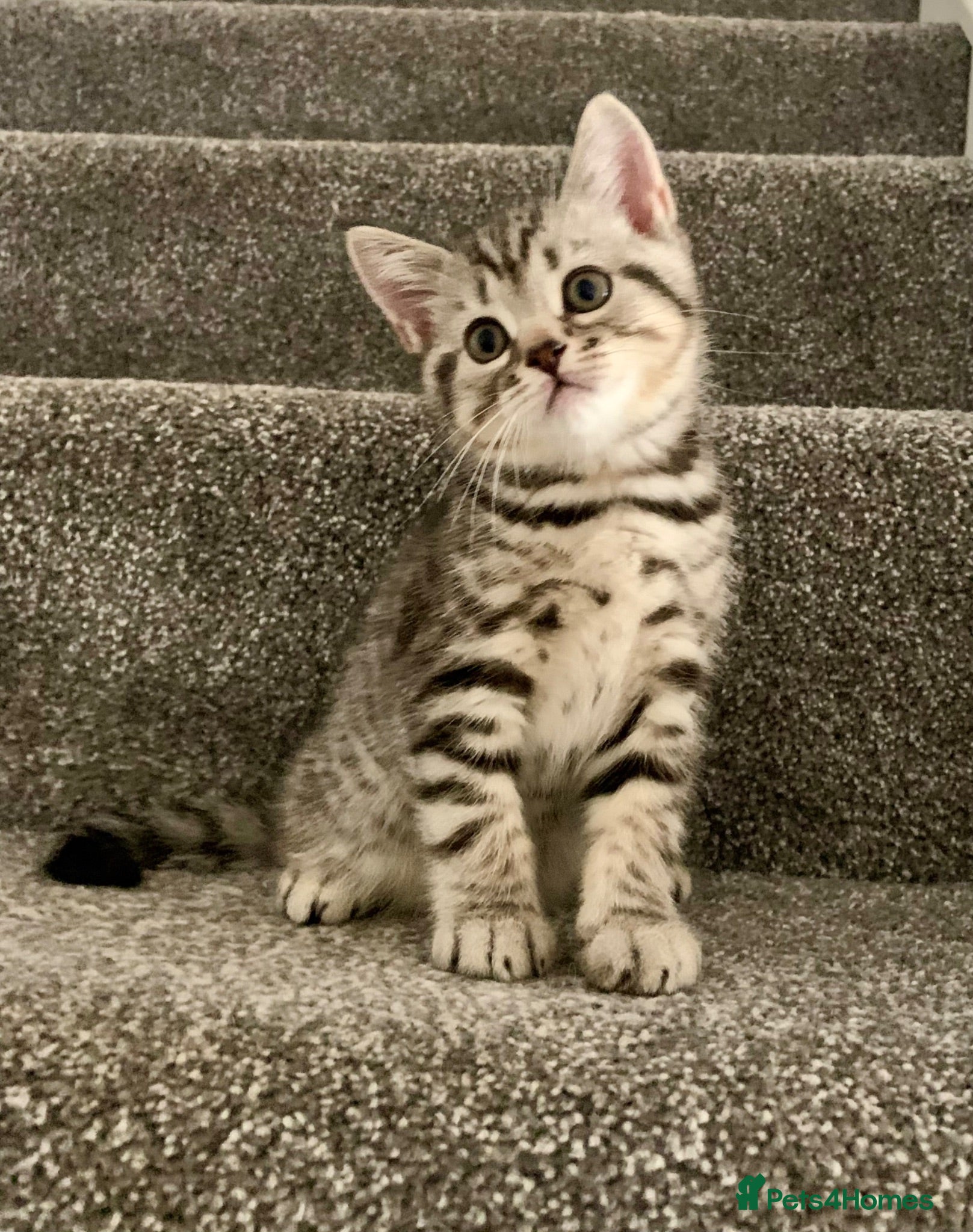 British Shorthair cats Beautiful silver spotted  tabbies - Advert 1