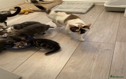 Mixed Breed cats for sale: Ragamese x Russian Blue - Image 9