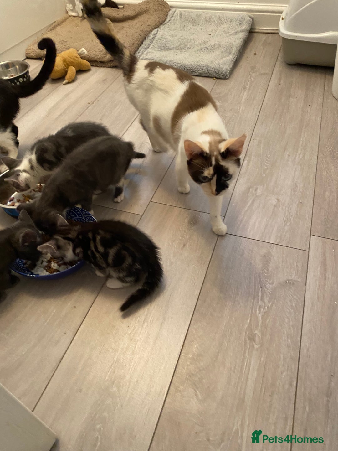 Mixed Breed cats for sale: Ragamese x Russian Blue - Image 9