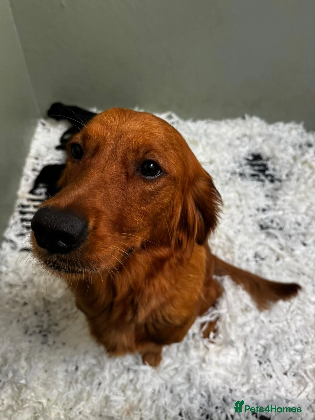 Mixed Breed dogs for sale: UNIQUE LITTER,GOLDEN RETRIEVER X ESS,GORGEOUS PUPS - Advert 2