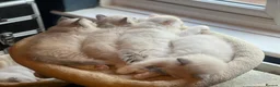 Ragdoll cats for sale: 5 Adorable male Ragdoll kittens for sale - Advert 3