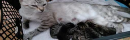 Bengal cats for sale: Snow Bengal x kittens  - Advert 9