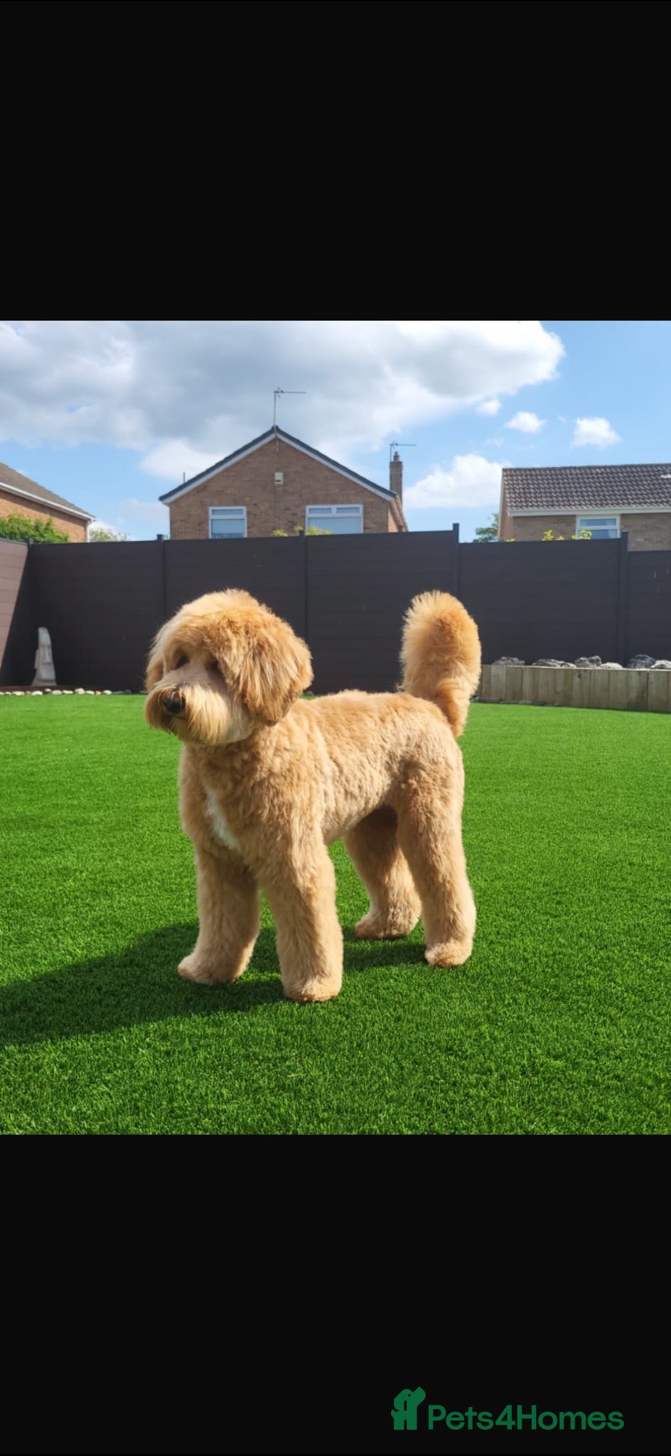 Goldendoodle dogs Beautiful goldendoodles  - Advert 1