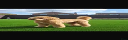 Goldendoodle dogs for sale: Beautiful goldendoodles  - Advert 8