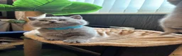 British Shorthair cats for sale: British shorthaired male kittens  in Wolverhampton - Advert 11